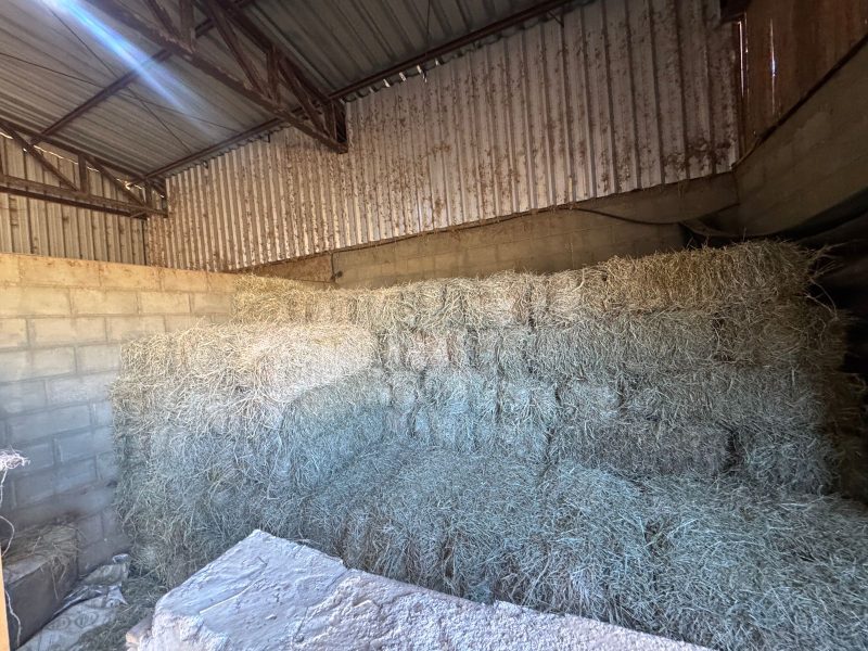 WhatsApp-Image-2025-08-03-at-08.58.47-1